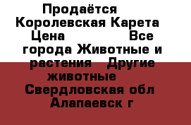 Продаётся!     Королевская Карета › Цена ­ 300 000 - Все города Животные и растения » Другие животные   . Свердловская обл.,Алапаевск г.